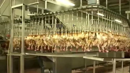 难以置信的现代化鸡肉加工厂 这杀鸡效率就是高啊,看完之后令人敬畏